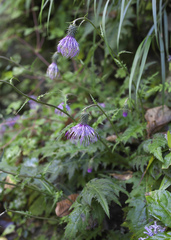 Cirsium tashiroi