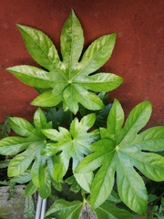 Fatsia