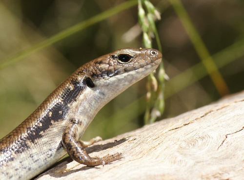 Southern Water Skink, photo 2 of 8