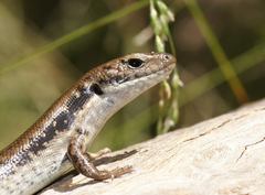 Cool-Temperate Water-Skink photo 2