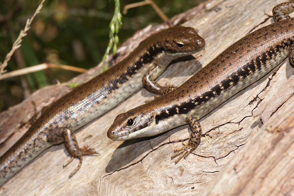 Southern Water Skink