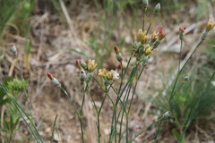 Dianthus marschallii