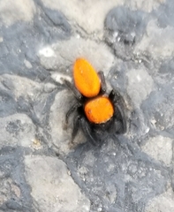 Phidippus cardinalis