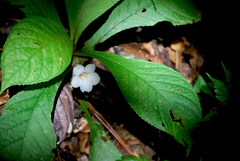 Nautilocalyx bracteatus