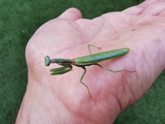 Iris oratoria