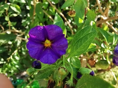 Lycianthes rantonnetii