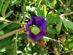 Lycianthes rantonnetii