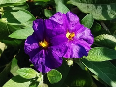 Lycianthes rantonnetii