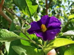 Lycianthes rantonnetii