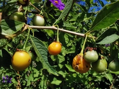 Lycianthes rantonnetii