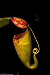 Nepenthes madagascariensis