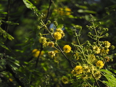 Vachellia nilotica