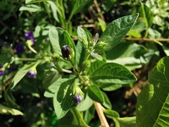 Lycianthes rantonnetii