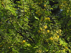 Vachellia nilotica