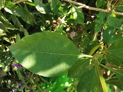 Lycianthes rantonnetii