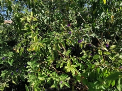 Lycianthes rantonnetii