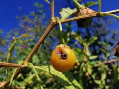 Insecta