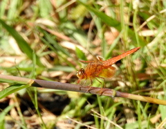 Brachythemis contaminata