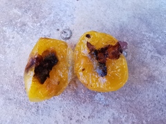 Insecta
