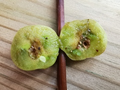 Insecta