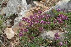 Thymus callieri