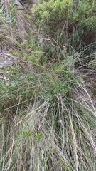 Schoenus nigricans