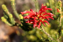 Erica abietina