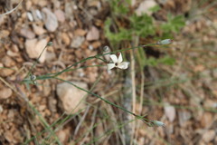 Dianthus marschallii