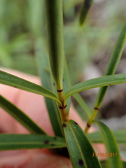 Veronica stenophylla