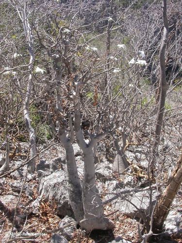 Pachypodium decaryi