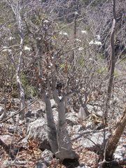 Pachypodium decaryi image