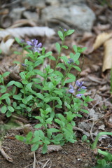 Polygala supina