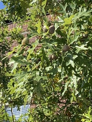 Quercus lyrata