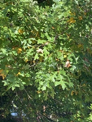 Quercus lyrata