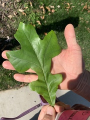 Quercus lyrata