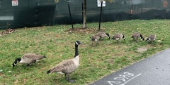 Branta canadensis