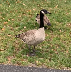 Branta canadensis