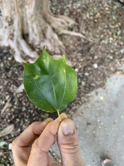 Acer buergerianum