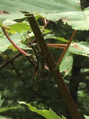 Booneacris glacialis