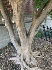Acer buergerianum