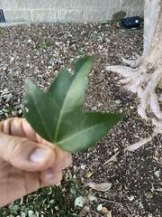 Acer buergerianum