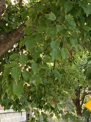 Acer buergerianum