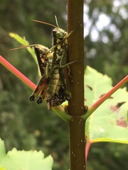 Booneacris glacialis