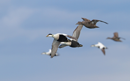 Common Eider, photo 8 of 10