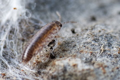 Chaetophiloscia sicula