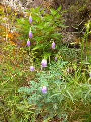 Adenophora stenanthina