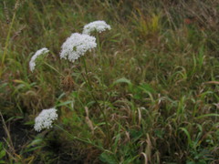 Seseli seseloides