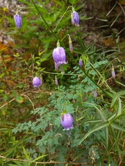 Adenophora stenanthina