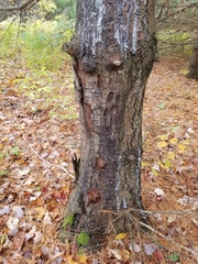 Cronartium ribicola