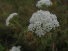 Seseli seseloides